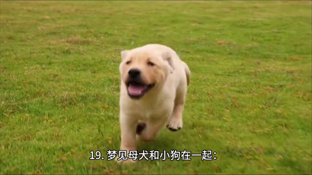 周公解梦之《梦见狗》，快看看你的梦有什么预兆！