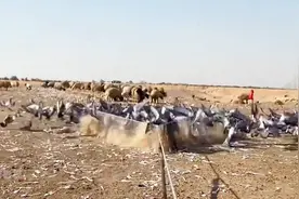 猎人布置陷阱抓住上百只鸽子 #纪录片解说图片