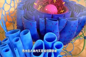 "为什么我们的身体需要水分，而水在人体内又是如何被吸收？图片