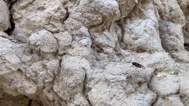 百年老城墙存在安全隐患，连续蜇伤20个村民，实在不行就报警处理