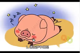 周公解梦：梦见猪的梦境解析图片