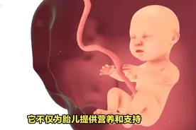 胎儿的胎盘是来自爸爸，还是妈妈？图片