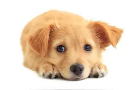 狗狗一点盐都不能吃吗？为什么？图片