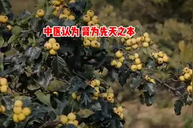 男人软而不起，中医一方引血入茎，充盈增壮，根强硬如铁图片