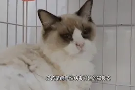 如何去治疗猫鼻支？视频干货满满仔细看完#猫鼻支图片