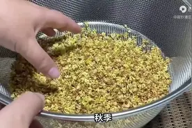 桂花，百药之长！秋天独有，泡水喝健脾养胃有奇效！不可错过！图片