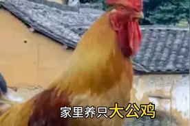 公鸡成精，霸占女主人#民间传说图片