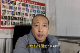 玉鸟丝雀知识：如何认识白色念珠菌！图片