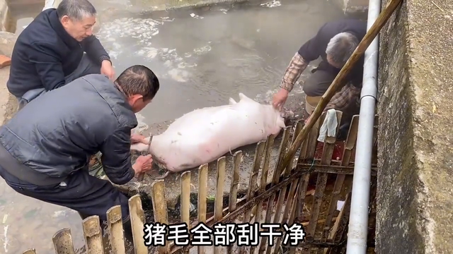 江西有个热水村，从地下冒出源源不断的热水，脱毛像脱衣服一样快