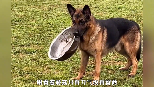 全网唯一一只因为智商太低被退货的狗，真的搞笑！