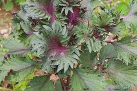 除了韭菜以外，这些“懒人菜”可以种植，年年收获、无需打理图片