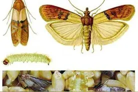 稻谷储藏中的害虫有哪些？图片