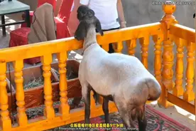 新疆有一种刀郎羊，是从维吾尔语多浪羊音译得名，羊中的贵族图片