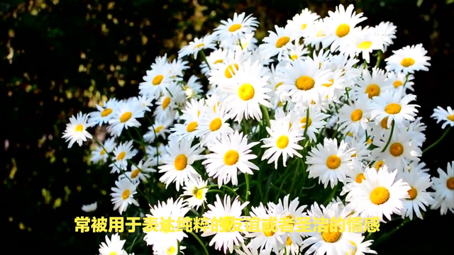 小雏菊的花语是什么