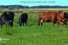 神秘的湖南再生人：前世两牛打架同归于尽，今生成了表兄弟...图片