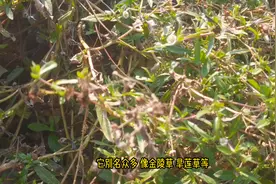 “秃头救星”，也被称为黑发草，他就是神奇的墨旱莲金陵草图片