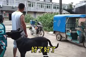 黑狼犬和马犬的缺点和优点各是什么，哪个更凶猛，哪个更聪明？图片