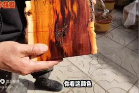 雷电击中后存活的枣木，道教的顶级木料，这平安扣也是能量满满图片