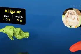 动物脑袋大小排行，人类的脑袋在这些巨物面前就是小卡拉米图片