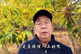 复合肥兑水好还是埋土好图片