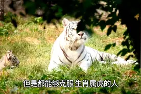 属虎人的一生运势分析图片