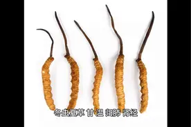【中药】冬虫夏草图片