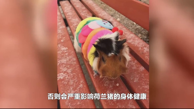 荷兰猪在饲养时要避免哪些误区？
