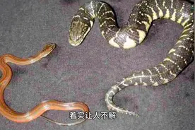 经常梦到蛇正常吗？意味着什么？图片