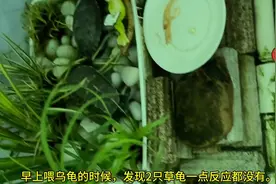 乌龟肠炎判断和治疗历程 #甲硝唑片图片