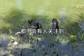 阿里数赛17岁女生姜萍的老师，在中专教书是不是屈才了？#姜萍图片