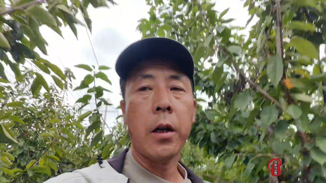 大樱桃种植，栽植时间和方法，春秋栽植各有那些优缺点