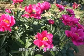 芍药也被称为“花中药”图片