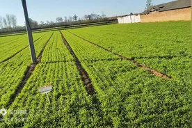 一位农民小麦产量达到1780斤的小秘密告诉你！图片