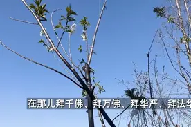 发愿忏悔回向，这三步每天都得做图片