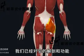 【臀大肌的秘密（中）】骶髂关节痛，坐骨尾骨痛，还有这种...图片