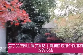熟黄苦荞好东西图片