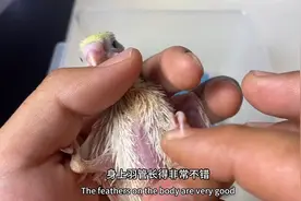 零天手养虎皮鹦鹉第二十五天，继续上手训练#养鹦鹉日记图片