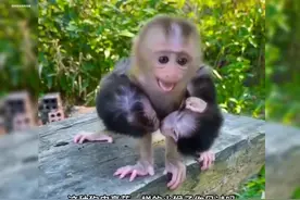 诡异“膏药猴”的来历，是真膏药啊！图片