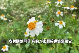 没人要的丝瓜络，却能通络活血，调各种疼痛！图片