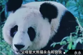 今年将迎来十余只大熊猫回国，陆续会在今年秋季安排送回国图片