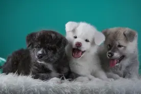 宠物养久了真的有灵性吗？图片