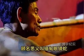 缅甸已婚女子为何要亲吻眼镜蛇？ #眼镜蛇图片