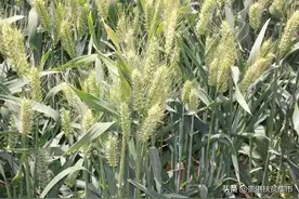 最高产的小麦品种有哪些？图片