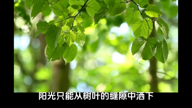 二年级上册成语：树木茂盛