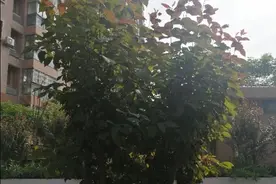 如果有一个朋友无意中冒犯了你（譬如骂娘），事后他又向你...图片