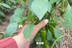 辣椒生长期最喜欢一种肥，很多农户还不知道图片