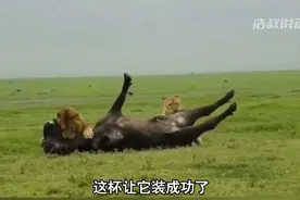 来看看狮子狩猎十大名场面，竟然犀牛也成其盘中餐，你敢相信？图片