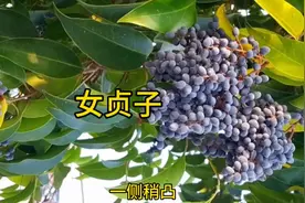 每日一味中药：女贞子图片