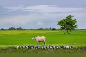 #梦见牛#梦境图片