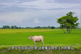 #梦见牛#梦境图片